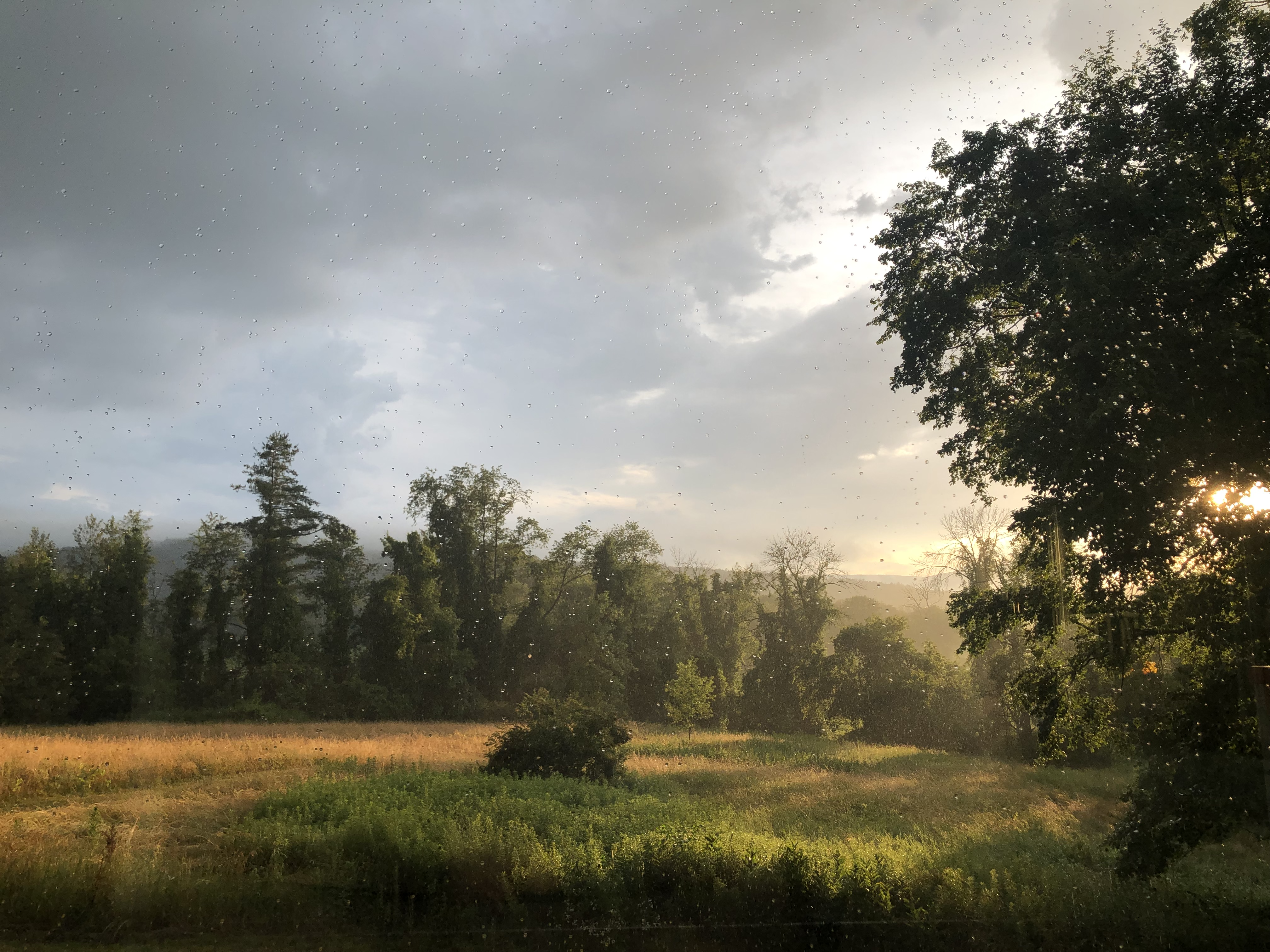 Nature Banner